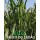 SEMENTE SORGO SUDAO BELLE -SC 5 KILOS