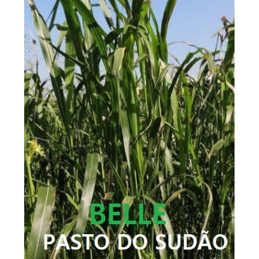SEMENTE SORGO SUDAO BELLE -SC 5 KILOS SEMENTE SORGO SUDAO BELLE -SC 5 KILOS