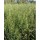 SEMENTE AVEIA STRIGOSA GIRAFFE R-1 - SC 20KG