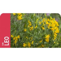 SEMENTE LOTUS CORNICULATUS LEO - CX 1KG SEMENTE LOTUS CORNICULATUS LEO - CX 1KG