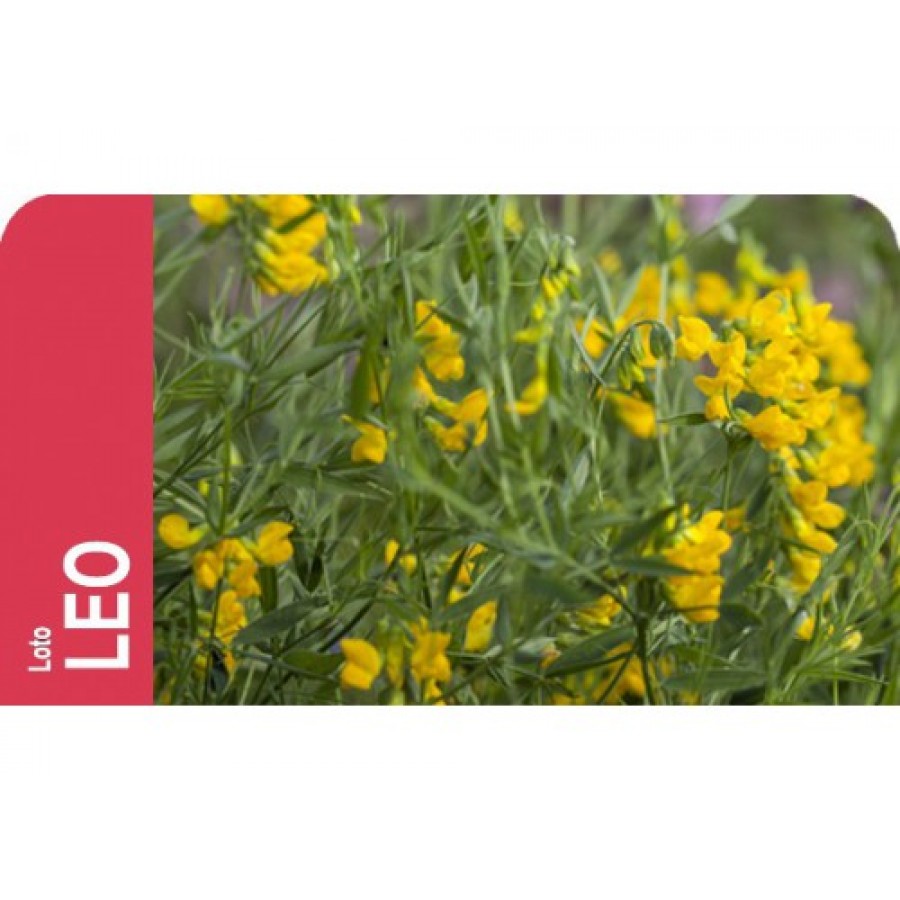 SEMENTE LOTUS CORNICULATUS LEO - CX 1KG SEMENTE LOTUS CORNICULATUS LEO - CX 1KG