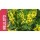 SEMENTE OFFICINALIS MELILOTUS      - SC 5KG
