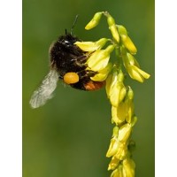 SEMENTE OFFICINALIS MELILOTUS      - SC 5KG