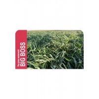 SEMENTE AZEVEM ANUAL RAY GRASS INGLES BIG BOSS -SC 25 KG
