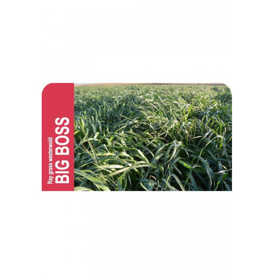 SEMENTE AZEVEM ANUAL RAY GRASS INGLES BIG BOSS -SC 25 KG