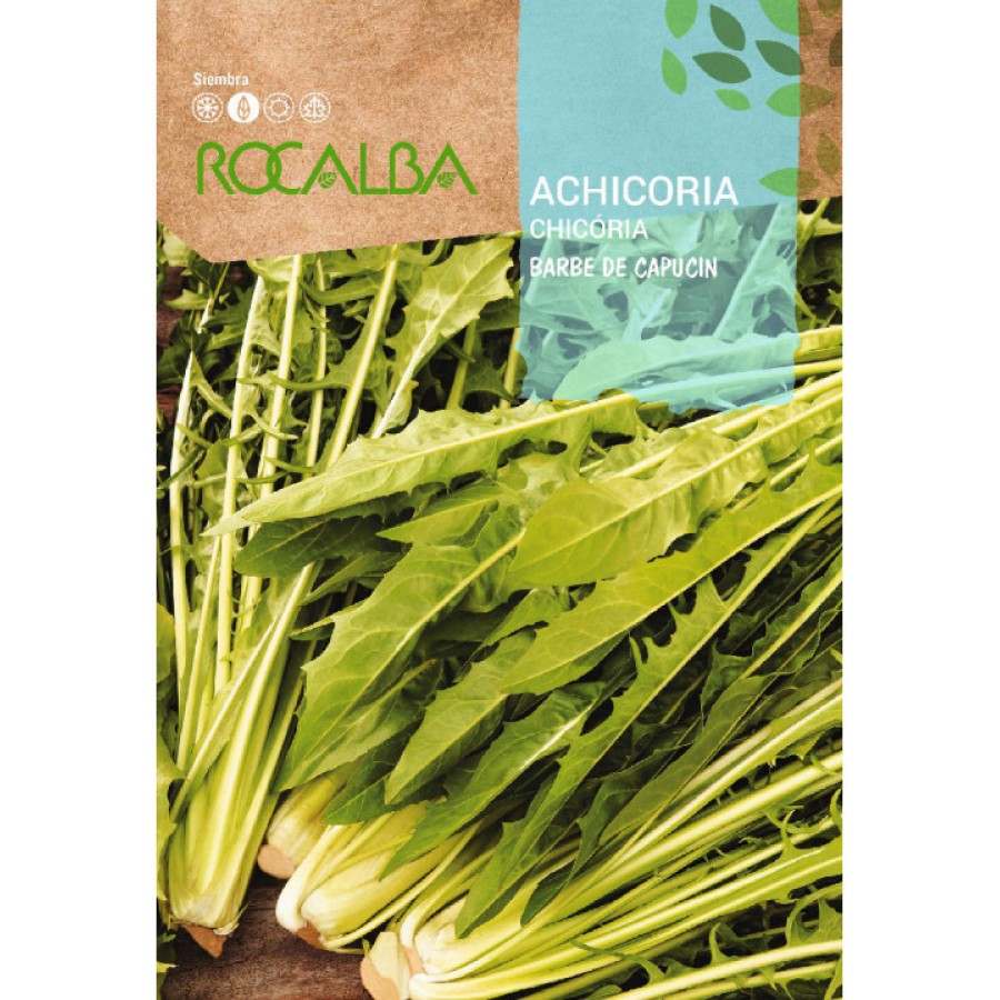 S.CHICORIA ROCALBA DENTE DE LEAO S.CHICORIA ROCALBA DENTE DE LEAO
