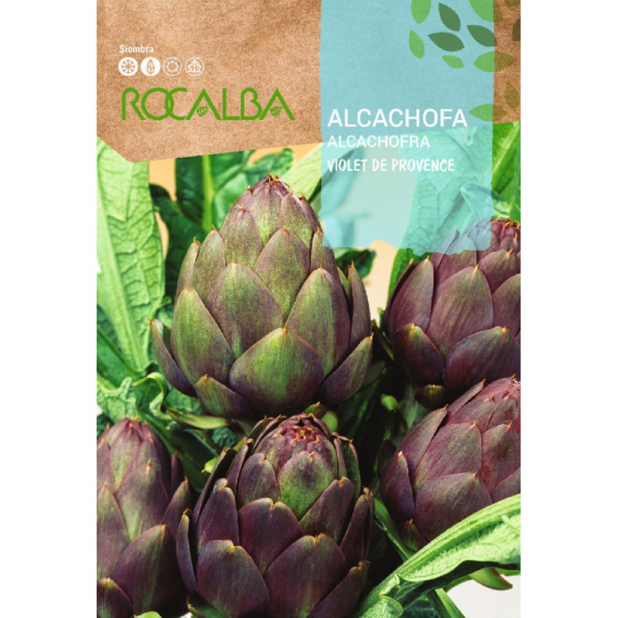 S.ALCACHOFRA ROCALBA VIOLETA DE PROVENZA S.ALCACHOFRA ROCALBA VIOLETA DE PROVENZA