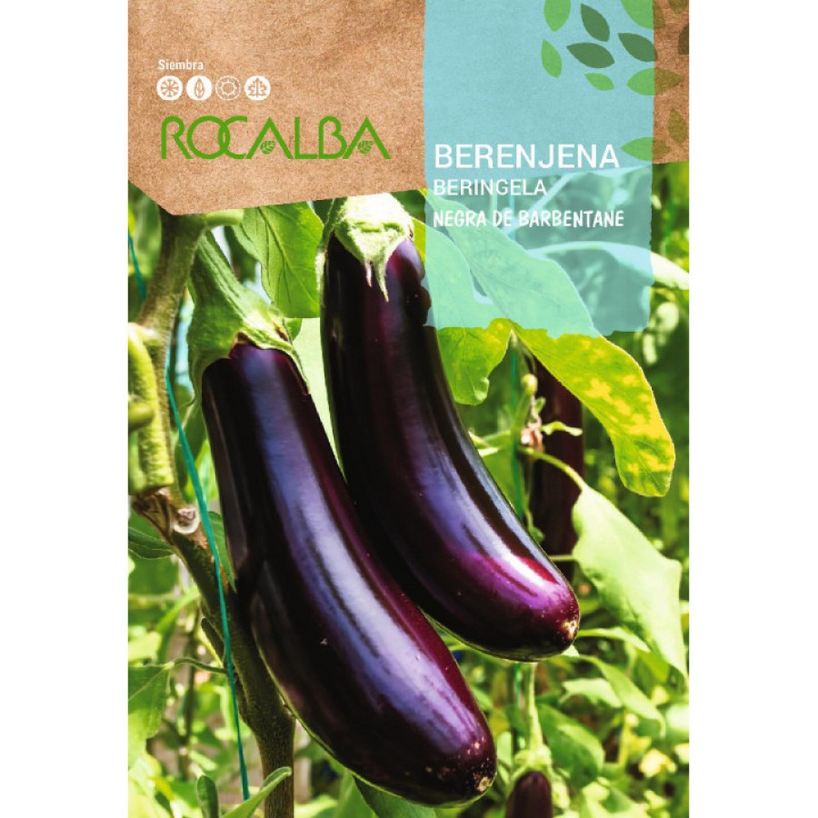 S.BERINJELA ROCALBA PRETA BARB.