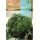 S.BROCOLO ROCALBA VERDE ITALIANO CALABRE