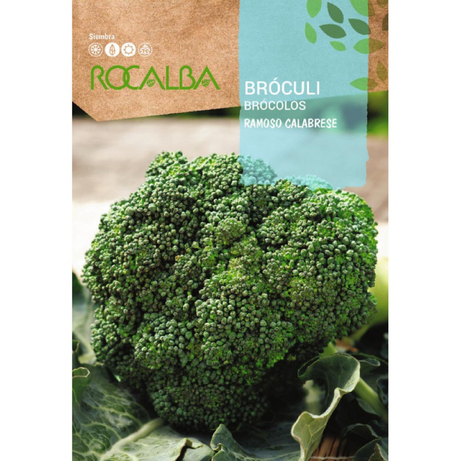 S.BROCOLO ROCALBA VERDE ITALIANO CALABRE S.BROCOLO ROCALBA VERDE ITALIANO CALABRE