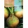 S.NABO ROCALBA RUTABAGA DE CAULE VERDE