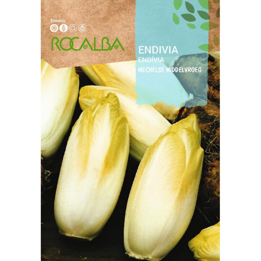 S.ENDIVIA ROCALBA BRUXELAS WITLOOF
