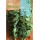 S.COUVE ROCALBA KALE DWARF GREEN CURLED