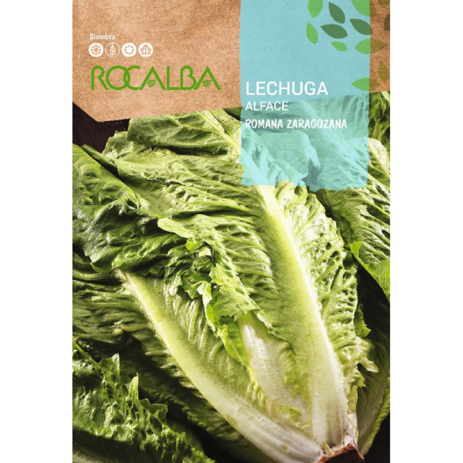 S.ALFACE ROCALBA ROMANA SARAGOÇANA S.ALFACE ROCALBA ROMANA SARAGOÇANA