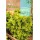 S.ALFACE ROCALBA SALAD BOWL-CARTEIRA