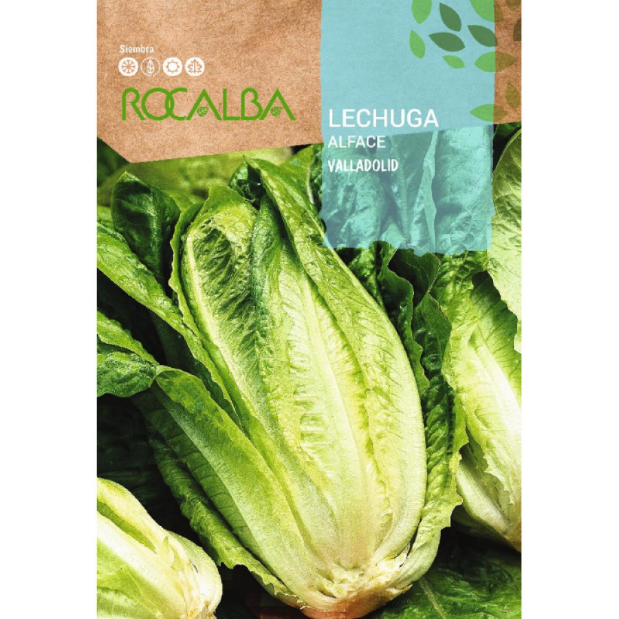 S.ALFACE ROCALBA ROMANA VALLADOLID - CARTEIRA S.ALFACE ROCALBA ROMANA VALLADOLID - CARTEIRA
