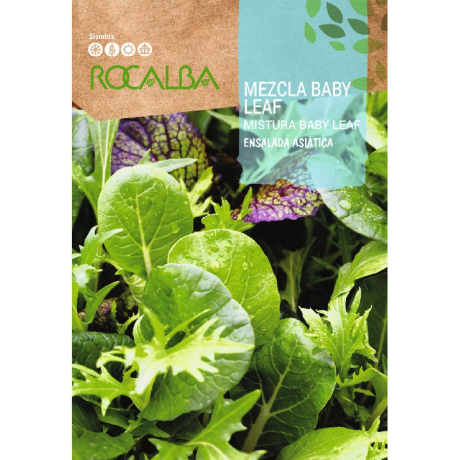 S.ALFACE ROCALBA SALADA ASIATICA