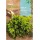 S.SALSA ROCALBA DE FOLHA LISA