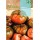 S.TOMATE ROCALBA MARMANDE "RAF"