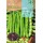 S.FAVA ROCALBA EXTRA TEMPORA      - 50GR
