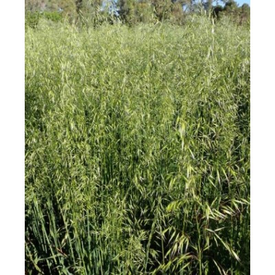 SEMENTE AVEIA STRIGOSA ESTELA R-2 - SC 20KG