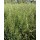 SEMENTE AVEIA STRIGOSA ESTELA R-2 - SC 20KG