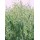 SEMENTE AVEIA SATIVA CHAPELA R-2 - SC 25KG