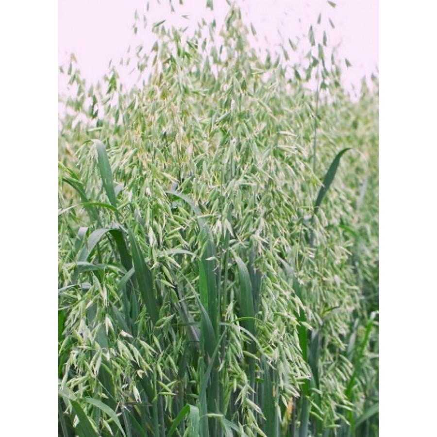 SEMENTE AVEIA SATIVA CHAPELA R-2 - SC 25KG