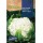 S.COUVE FLOR ROCALBA PROF.F-1 ATALAYA - 30 SEMENTES