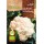 S.BIO ROCALBA COUVE FLOR NAPOLETANO GENNARSE