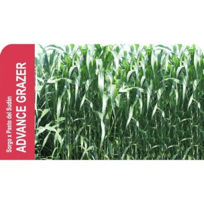 SEMENTE SORGO ADVANCEGRAZER   -SC 25 KILOS