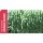 SEMENTE SORGO ADVANCEGRAZER   -SC 25 KILOS