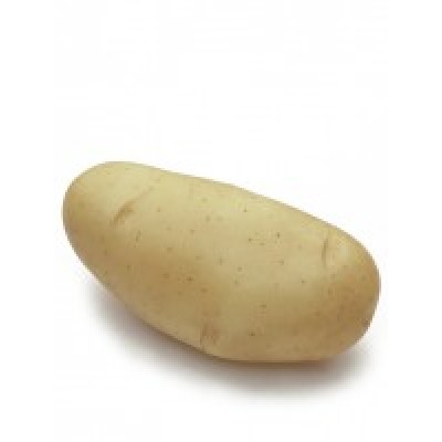 S.BATATA AGROPLANT SPUNTA 35/55        - 25KG
