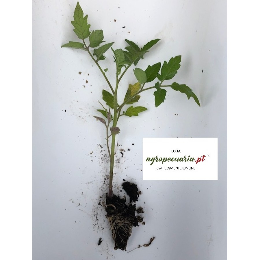 S.PLANTA TOMATE XUXA - UNIDADE