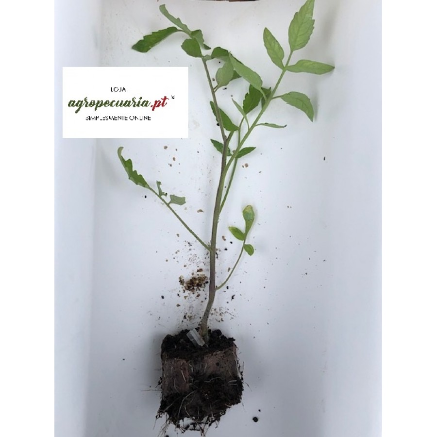 S.PLANTA TOMATE ENXERTADO CORAÇÃO BOI - UNIDADE S.PLANTA TOMATE ENXERTADO CORAÇÃO BOI - UNIDADE