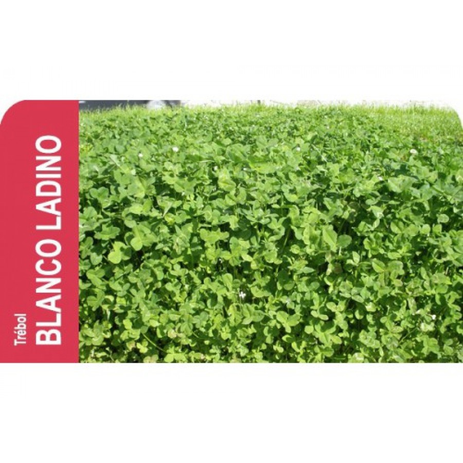 SEMENTE TREVO BRANCO LADINO -100GR SEMENTE TREVO BRANCO LADINO -100GR