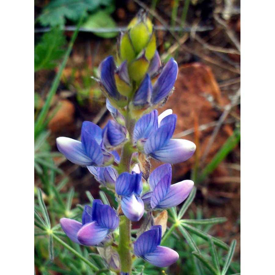 SEMENTE TREMOÇO DOCE (SWEET BLUE LUPIN) SONET- SACO 25KG