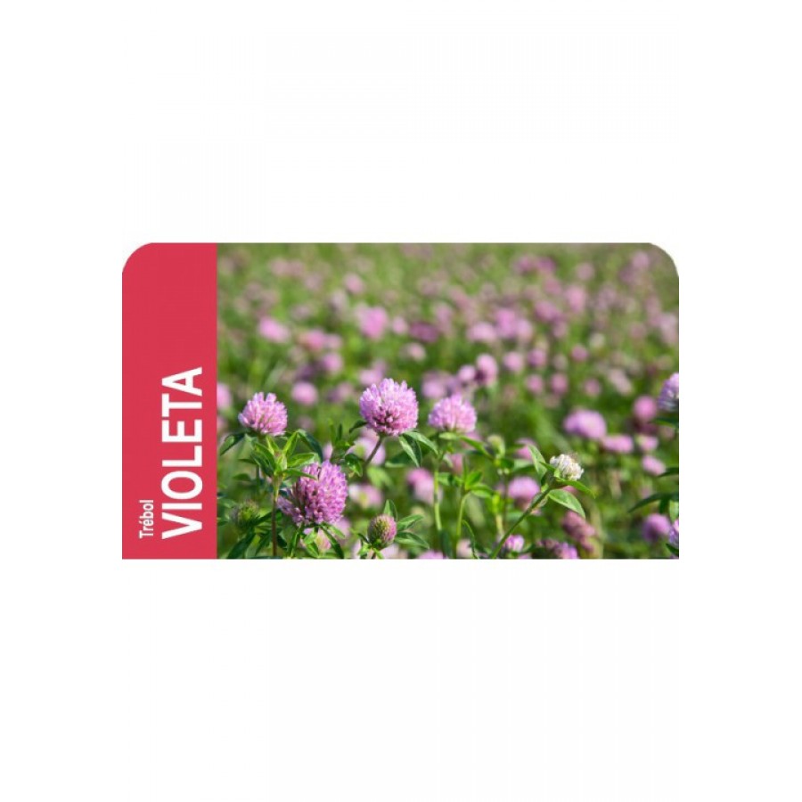 SEMENTE TREVO VIOLETA RO.VIOLA          - 1 KG