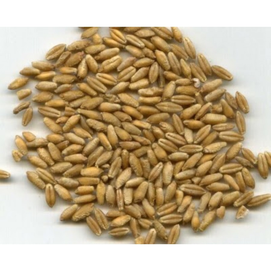 SEMENTE TRITICALE  - 25 KILOS