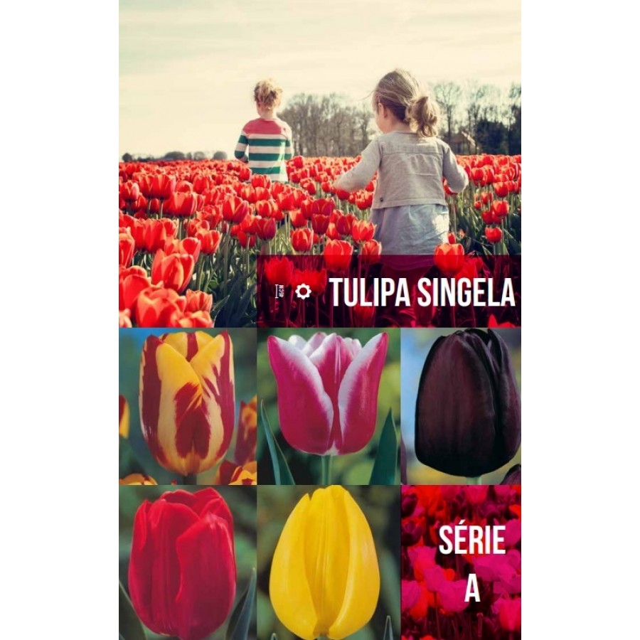 S.BOLBO GR TULIPA SINGELA TIPO A - CAIXA 200 UNIDADES S.BOLBO GR TULIPA SINGELA TIPO A - CAIXA 200 UNIDADES