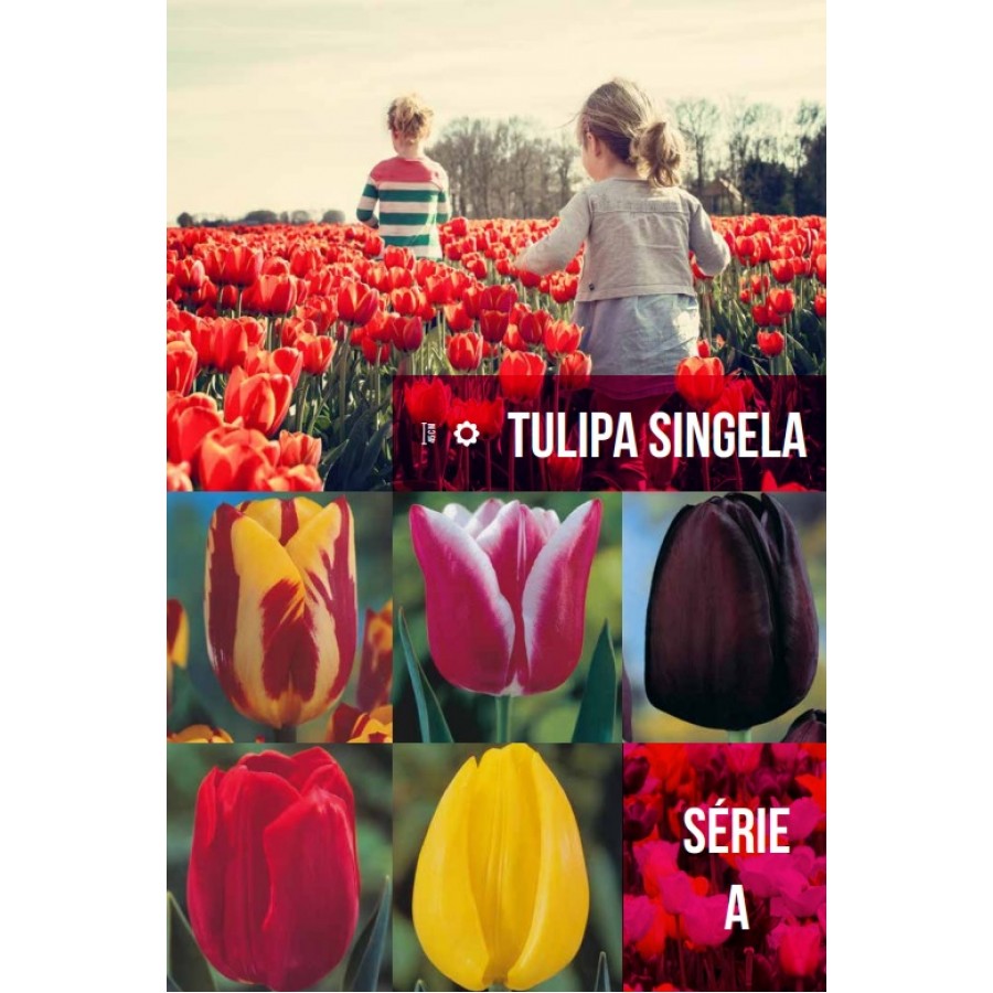 S.BOLBO GR TULIPA SINGELA TIPO A - CAIXA 350 UNIDADES S.BOLBO GR TULIPA SINGELA TIPO A - CAIXA 350 UNIDADES