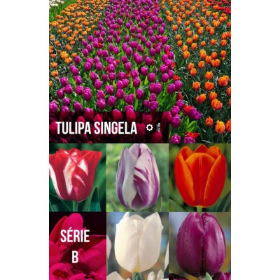S.BOLBO GR TULIPA SINGELA TIPO B  - CAIXA 350 UNIDADES