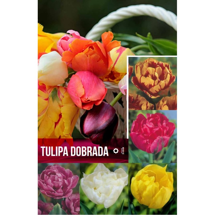 S.BOLBO GR TULIPA DOBRADA - CAIXA 350 UNIDADES S.BOLBO GR TULIPA DOBRADA - CAIXA 350 UNIDADES