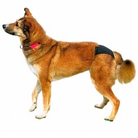 TRIXIE SLIP HIGIENICO DE LUXO (PRETO) TAM. M TRIXIE SLIP HIGIENICO DE LUXO (PRETO) TAM. M