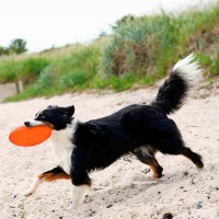 TRIXIE DISCO/FRISBEE EM BORRACHA TERMOPLASTICA (TPR) - 22 CM