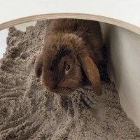 CAIXA EM MADEIRA PARA ESCAVAR PARA COELHOS CAIXA EM MADEIRA PARA ESCAVAR PARA COELHOS