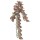 DECORAÇÃO PARA TERRÁRIO - PLANTA PARA TERRÁRIO MODELO FOLIUM PERILAE (M)