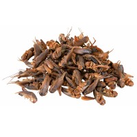 REPTILAND GRILLEN - GRILOS (ALIMENTO RICO EM PROTEÍNAS PARA RÉPTEIS) - 25G REPTILAND GRILLEN - GRILOS (ALIMENTO RICO EM PROTEÍNAS PARA RÉPTEIS) - 25G
