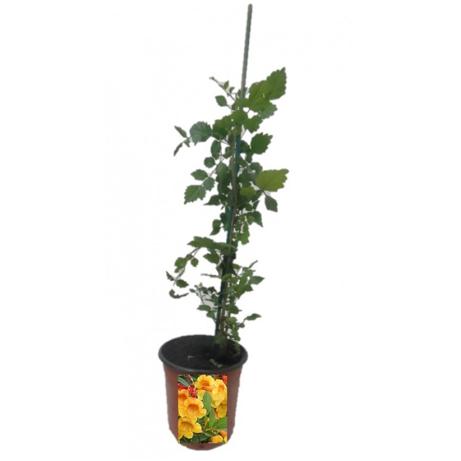 S.ARVORE ORNAMENTAL TROPICAL -VASO MÉDIO TECOMA FULVA S.ARVORE ORNAMENTAL TROPICAL -VASO MÉDIO TECOMA FULVA