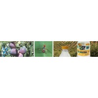 ECONEX ARMADILHA MOSCA DA AZEITONA BACTROCERA OLEAE FOSFATO DIAMONICO BO - KIT